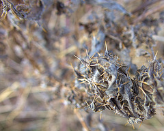 Spiked, Dried and Thorny