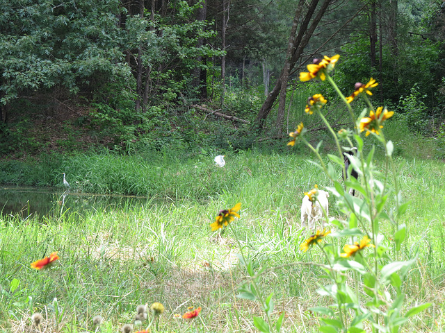 Dogs & egrets 3