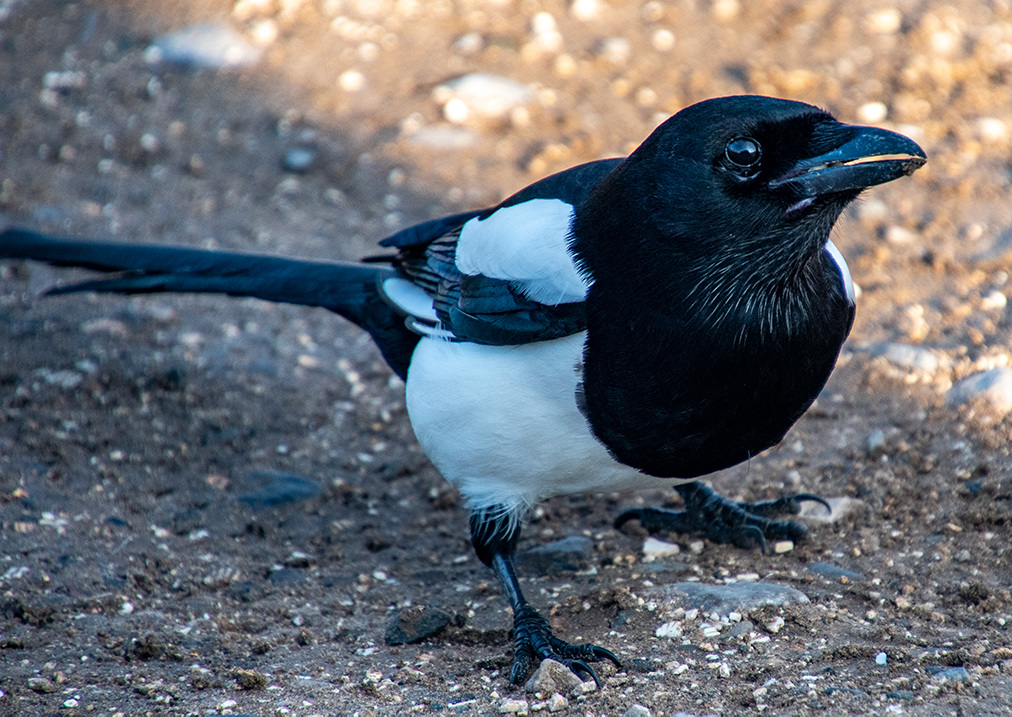 Magpie
