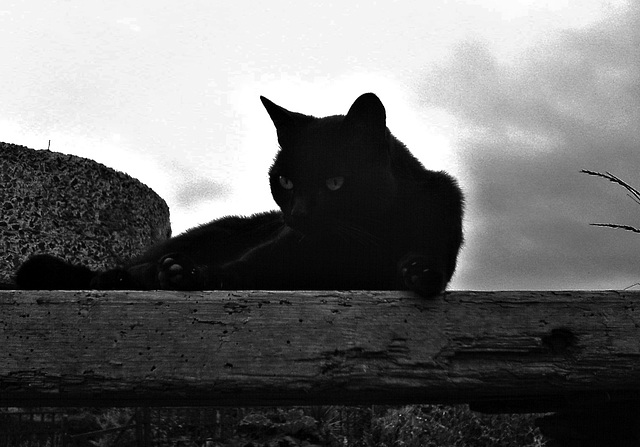 Cat on high
