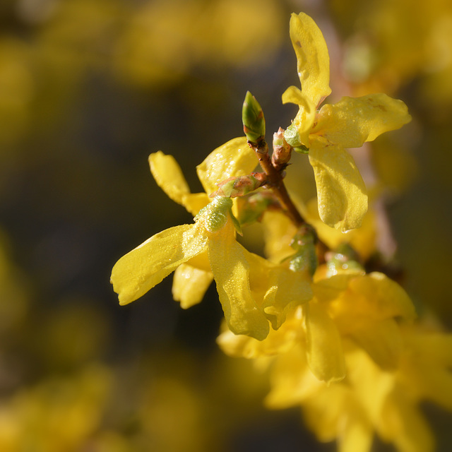 Forsythia ....