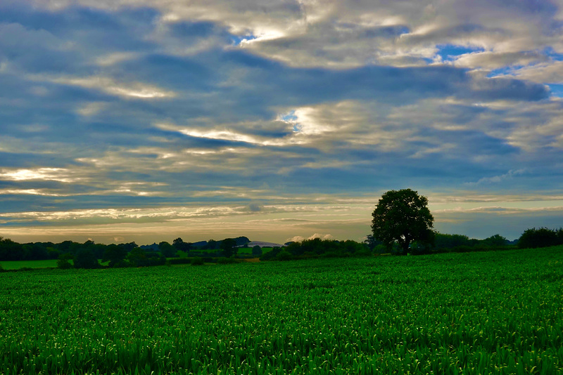 Evening skyline