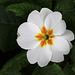 Primula