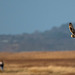 Short eared owl