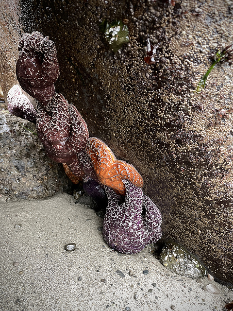 Ochre Sea Stars