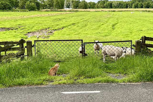 Sheepcat