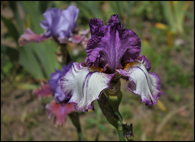 Iris Kreis Gwen