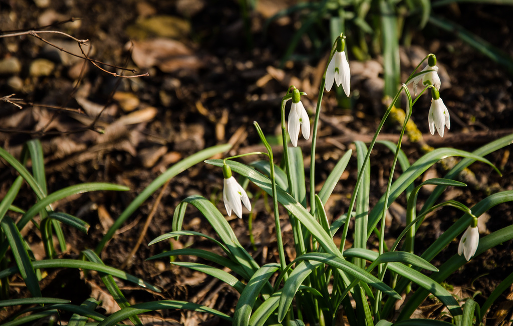 Frühlingserwachen