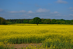 Fields near Brewood