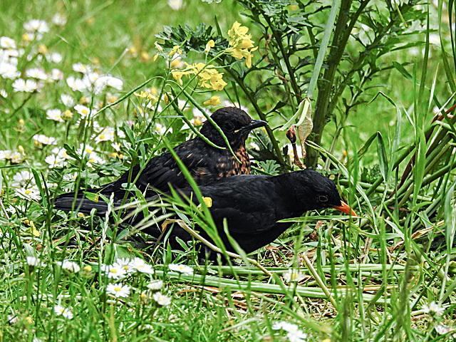 20200526 7727CPw [D~LIP] Amsel [m + JV], Bad Salzuflen