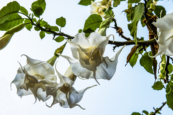 BRUGMANSIA en la costa tropical de Granada (Almuñecar) Trompetas de ángel. Os deseo un mes mejor que el anterior !