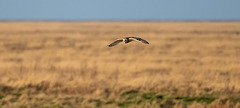 Short eared owl