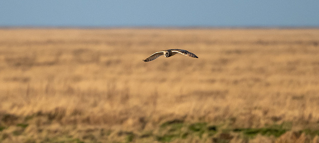 Short eared owl