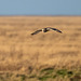 Short eared owl