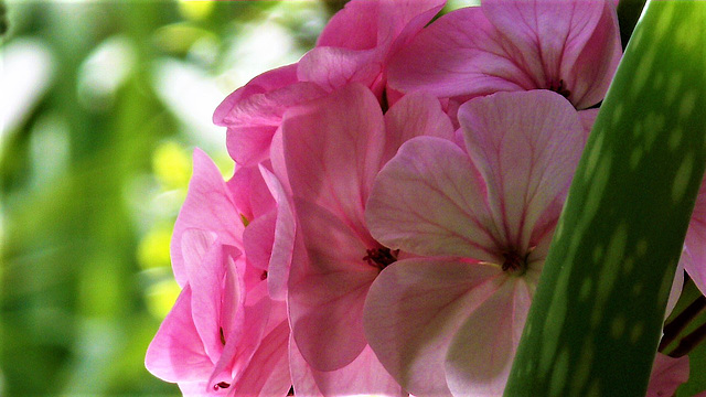 The geranium is getting a darker pink