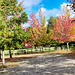 Autumnal scene with fence HFF