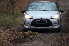 devant la voiture d' un copain en pleine forêt......