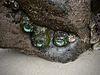 Sea anemones