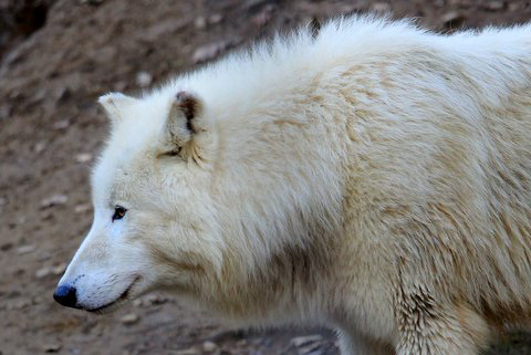 Loup de l'Arctique = Canis lupus (Canidé)