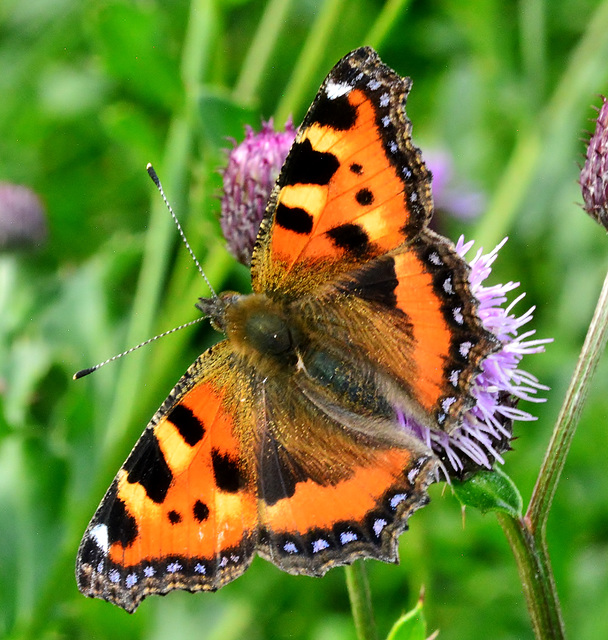 Small Tortoiseshell. Aglais urticae