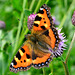 Small Tortoiseshell. Aglais urticae