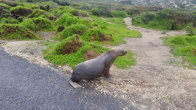 sea lions!