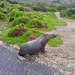 sea lions!