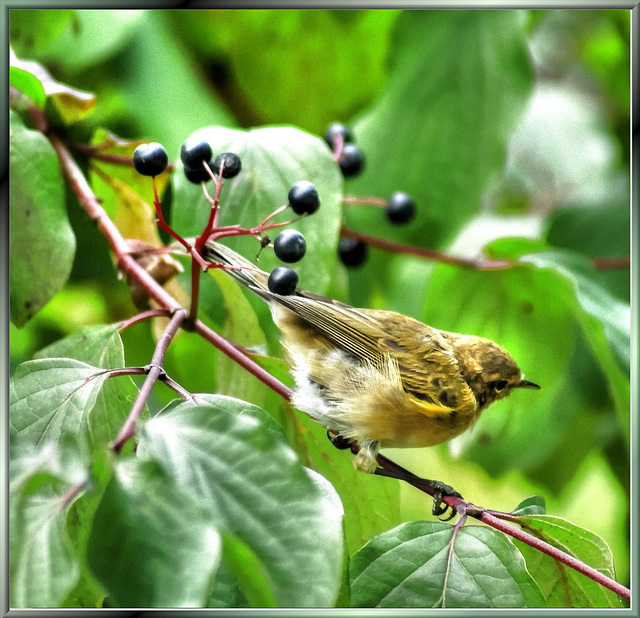 Grünfink oder Waldlaubsänger.  Ready for takeoff... ©UdoSm