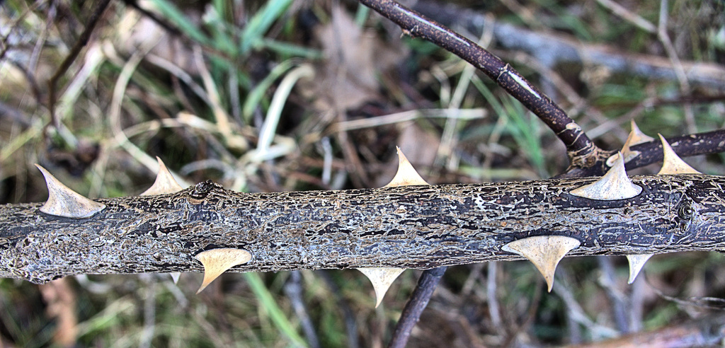 Spiked, Dried and Thorny