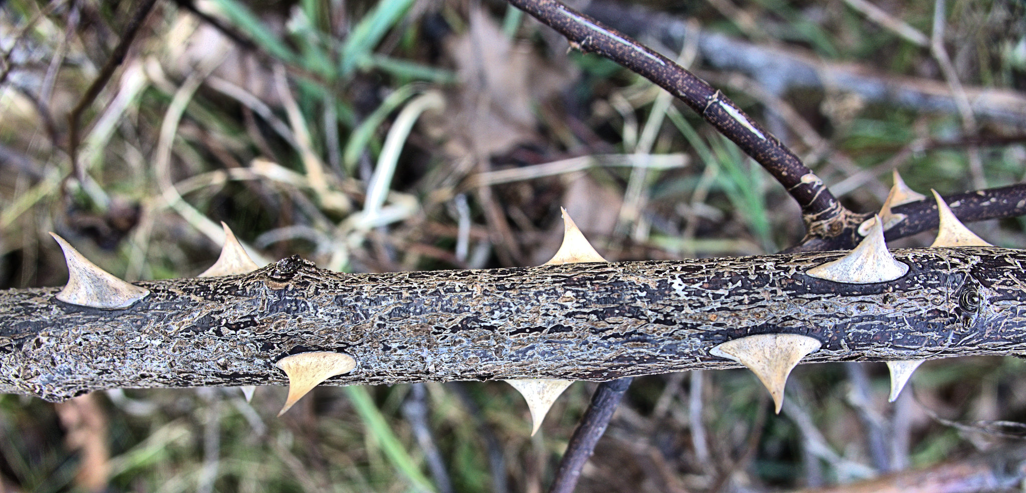 Spiked, Dried and Thorny