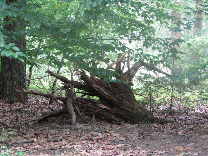 der Wald macht Kunst von selbst