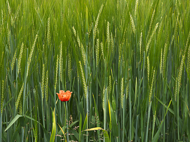 Lone Poppy