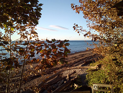 Feuillage de plage / Beach foliage