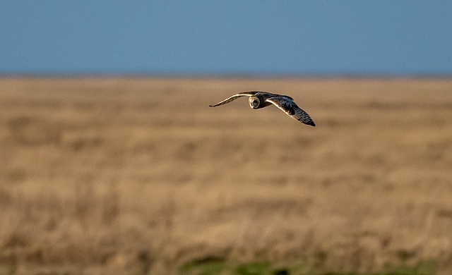 Short eared owl