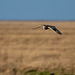 Short eared owl