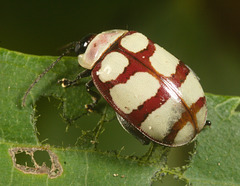 IMG 0789 Ladybird-1