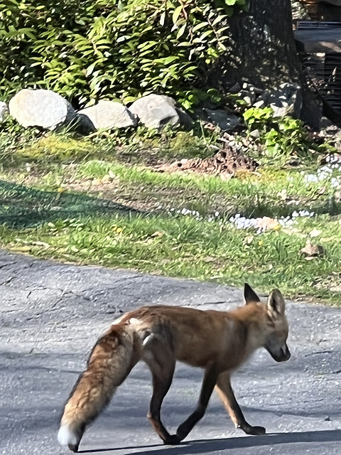 On the prowl On the prowl