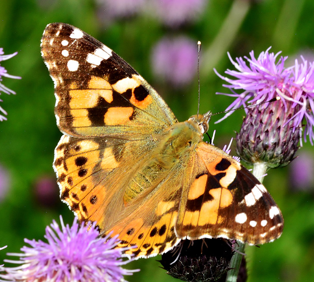 Painted Lady. Vanessa cardui