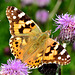 Painted Lady. Vanessa cardui