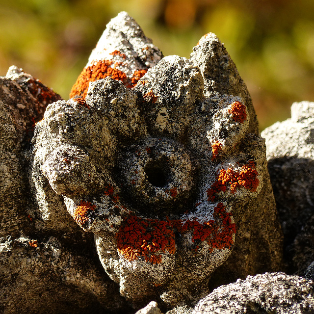 Lichen in the fall