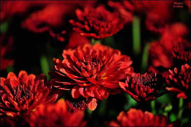 ~ Chrysanthemums from my garden ~