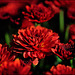 ~ Chrysanthemums from my garden ~