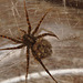 EF7A1497wolfspiderwithbabies