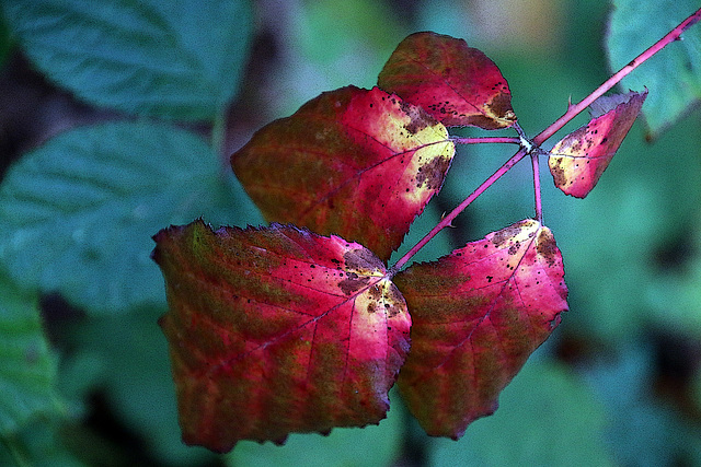 Couleur pourpre