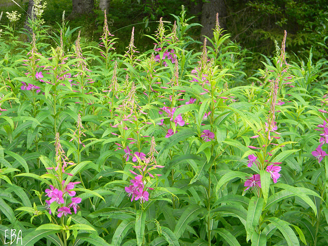 Rosebay Willowherb