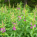 Rosebay Willowherb