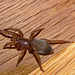 Spider IMG_1125