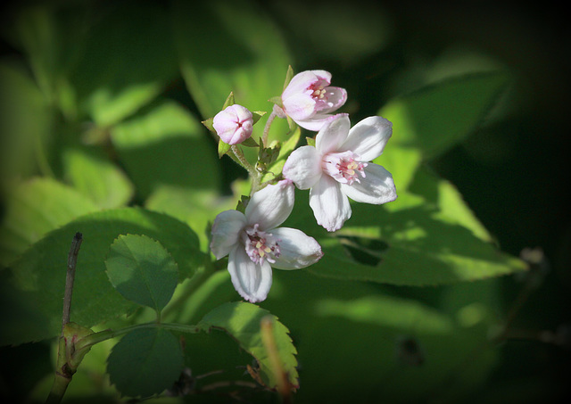 Deutzia