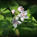 Deutzia