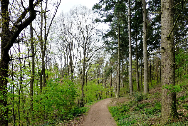 Im Wald bei Ehlingen